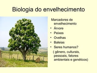 Biologia do envelhecimento Marcadores de envelhecimento Árvore Peixes Ovelhas Baleias Seres humanos? ( gênero, culturais, pessoais, fatores ambientais e genéticos)  
