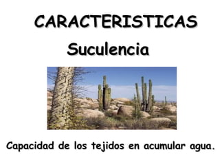 CARACTERISTICAS
Suculencia

Capacidad de los tejidos en acumular agua.

 