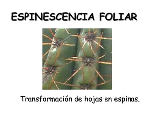 ESPINESCENCIA FOLIAR

Transformación de hojas en espinas.

 
