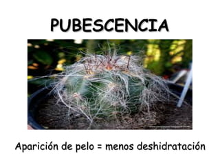 PUBESCENCIA

Aparición de pelo = menos deshidratación

 
