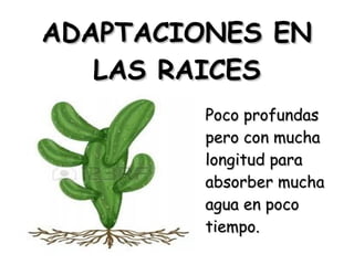 ADAPTACIONES EN
LAS RAICES
Poco profundas
pero con mucha
longitud para
absorber mucha
agua en poco
tiempo.

 