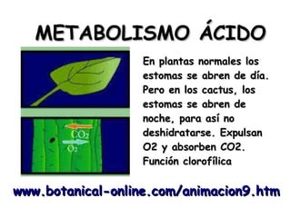 METABOLISMO ÁCIDO
En plantas normales los
estomas se abren de día.
Pero en los cactus, los
estomas se abren de
noche, para así no
deshidratarse. Expulsan
O2 y absorben CO2.
Función clorofílica

www.botanical-online.com/animacion9.htm

 