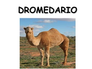 DROMEDARIO

 
