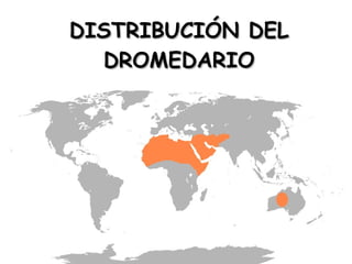 DISTRIBUCIÓN DEL
DROMEDARIO

 