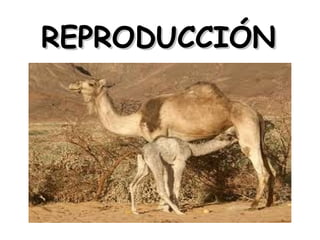 REPRODUCCIÓN

 