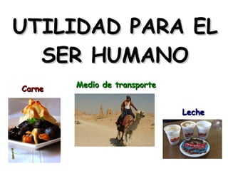UTILIDAD PARA EL
SER HUMANO
Carne

Medio de transporte
Leche

 