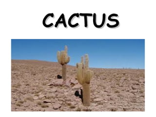 CACTUS

 