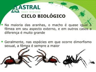 CICLO BIOLÓGICO
 Na maioria das aranhas, o macho é quase igual à
fêmea em seu aspecto externo, e em outros casos a
diferença é muito grande
 Geralmente, nas espécies em que ocorre dimorfismo
sexual, a fêmea é sempre a maior
 