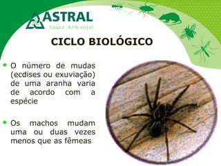 CICLO BIOLÓGICO
 O número de mudas
(ecdises ou exuviação)
de uma aranha varia
de acordo com a
espécie
 Os machos mudam
uma ou duas vezes
menos que as fêmeas
 