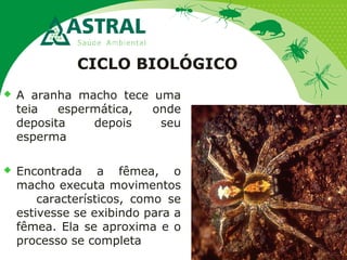 CICLO BIOLÓGICO
 A aranha macho tece uma
teia espermática, onde
deposita depois seu
esperma
 Encontrada a fêmea, o
macho executa movimentos
característicos, como se
estivesse se exibindo para a
fêmea. Ela se aproxima e o
processo se completa
 