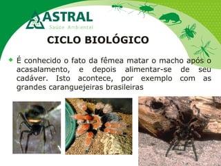 CICLO BIOLÓGICO
 É conhecido o fato da fêmea matar o macho após o
acasalamento, e depois alimentar-se de seu
cadáver. Isto acontece, por exemplo com as
grandes caranguejeiras brasileiras
 