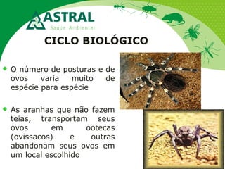 CICLO BIOLÓGICO
 O número de posturas e de
ovos varia muito de
espécie para espécie
 As aranhas que não fazem
teias, transportam seus
ovos em ootecas
(ovissacos) e outras
abandonam seus ovos em
um local escolhido
 