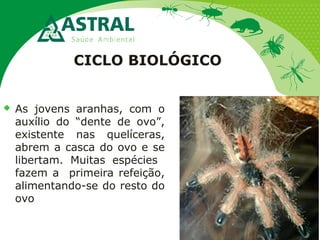 CICLO BIOLÓGICO
 As jovens aranhas, com o
auxílio do “dente de ovo”,
existente nas quelíceras,
abrem a casca do ovo e se
libertam. Muitas espécies
fazem a primeira refeição,
alimentando-se do resto do
ovo
 