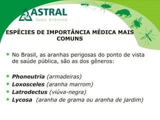 ESPÉCIES DE IMPORTÂNCIA MÉDICA MAIS
COMUNS
 No Brasil, as aranhas perigosas do ponto de vista
de saúde pública, são as dos gêneros:
 Phoneutria (armadeiras)
 Loxosceles (aranha marrom)
 Latrodectus (viúva-negra)
 Lycosa (aranha de grama ou aranha de jardim)
 