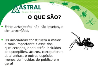 O QUE SÃO?
 Estes artrópodos não são insetos, e
sim aracnídeos
 Os aracnídeos constituem a maior
e mais importante classe dos
quelicerados, onde estão incluídos
os escorpiões, ácaros, carrapatos e
as aranhas, e outras espécies
menos conhecidas do público em
geral
 