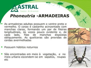 Phoneutria -ARMADEIRAS
 As armadeiras adultas possuem o ventre preto e
vermelho. O corpo é castanho acinzentado com
manchas claras, formando um par de fileiras
longitudinais, às vezes pouco evidente e, de
cada lado, filas de manchas dispostas
obliquamente. As quelíceras são providas de
cerdas avermelhadas
 Possuem hábitos noturnos
 São encontradas em meio à vegetação, e no
meio urbano escondem-se em sapatos, roupas
etc
 