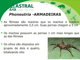 Phoneutria -ARMADEIRAS
 As fêmeas são maiores que os machos e medem
aproximadamente 3,5 cm. Suas pernas chegam a 5 cm
 Os machos possuem as pernas 1 cm mais longas que
as das fêmeas
 Os olhos são dispostos em
grupos de dois e quatro,
totalizando oito
 