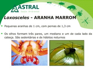 Loxosceles - ARANHA MARROM
 Pequenas aranhas de 1 cm, com pernas de 1,3 cm
 Os olhos formam três pares, um mediano e um de cada lado da
cabeça. São sedentárias e de hábitos noturnos
 