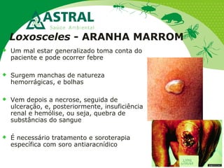  Um mal estar generalizado toma conta do
paciente e pode ocorrer febre
 Surgem manchas de natureza
hemorrágicas, e bolhas
 Vem depois a necrose, seguida de
ulceração, e, posteriormente, insuficiência
renal e hemólise, ou seja, quebra de
substâncias do sangue
 É necessário tratamento e soroterapia
específica com soro antiaracnídico
Loxosceles - ARANHA MARROM
 