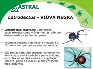 Latrodectus - VIÚVA NEGRA
 Latrodectus mactans: Conhecidas
popularmente como viúvas-negras, são bem
disseminadas e muito perigosas
 Possuem abdome volumoso e medem 8 a
12 mm e com pernas na mesma medida
 São pretas com uma mancha vermelha em
forma de gravata borboleta sob o abdome,
encontradas muitas vezes em vegetação
rasteira, perto do mar ou ainda em locais
mais distantes
 