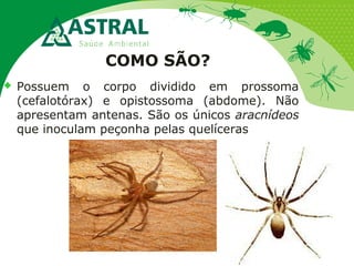 COMO SÃO?
 Possuem o corpo dividido em prossoma
(cefalotórax) e opistossoma (abdome). Não
apresentam antenas. São os únicos aracnídeos
que inoculam peçonha pelas quelíceras
 