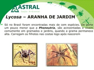 Lycosa – ARANHA DE JARDIM
 Só no Brasil foram encontradas mais de cem espécies. De porte
um pouco menor que a Phoneutria, são acinzentadas e vivem
comumente em gramados e jardins, quando a grama permanece
alta. Carregam os filhotes nas costas logo após nascerem
 