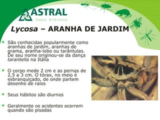 Lycosa – ARANHA DE JARDIM
 São conhecidas popularmente como
aranhas de jardim, aranhas de
grama, aranha-lobo ou tarântulas.
De seu nome originou-se da dança
tarantella na Itália
 O corpo mede 2 cm e as pernas de
2,5 a 3 cm. O tórax, no meio é
esbranquiçado, de onde partem
desenho de raios
 Seus hábitos são diurnos
 Geralmente os acidentes ocorrem
quando são pisadas
 