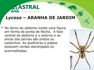 Lycosa – ARANHA DE JARDIM
 No dorso do abdome existe uma figura
em forma de ponta de flecha. A face
ventral do abdome e o esterno e as
ancas das pernas são pretos ou
castanhos. As quelíceras e palpos
possuem cerdas alaranjadas ou
avermelhadas
 