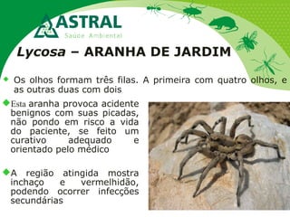Lycosa – ARANHA DE JARDIM
 Os olhos formam três filas. A primeira com quatro olhos, e
as outras duas com dois
Esta aranha provoca acidente
benignos com suas picadas,
não pondo em risco a vida
do paciente, se feito um
curativo adequado e
orientado pelo médico
A região atingida mostra
inchaço e vermelhidão,
podendo ocorrer infecções
secundárias
 