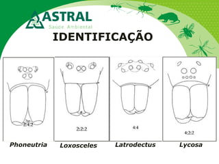 IDENTIFICAÇÃO
Phoneutria LycosaLatrodectusLoxosceles
 
