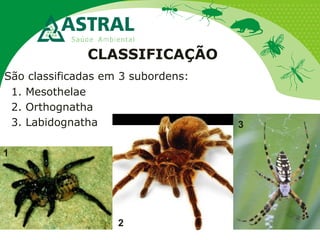 CLASSIFICAÇÃO
São classificadas em 3 subordens:
1. Mesothelae
2. Orthognatha
3. Labidognatha
1
3
2
 