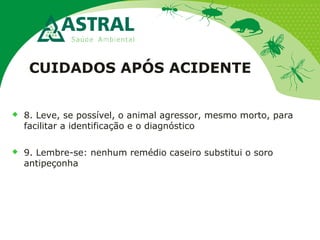 CUIDADOS APÓS ACIDENTE
 8. Leve, se possível, o animal agressor, mesmo morto, para
facilitar a identificação e o diagnóstico
 9. Lembre-se: nenhum remédio caseiro substitui o soro
antipeçonha
 