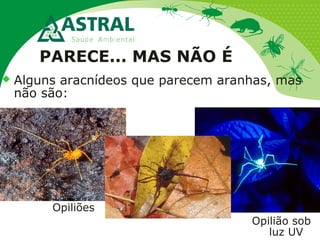 PARECE... MAS NÃO É
 Alguns aracnídeos que parecem aranhas, mas
não são:
Opiliões
Opilião sob
luz UV
 