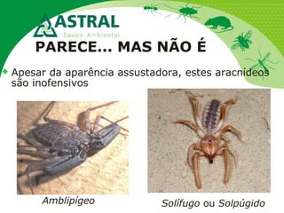  Apesar da aparência assustadora, estes aracnídeos
são inofensivos
Solífugo ou SolpúgidoAmblipígeo
PARECE... MAS NÃO É
 