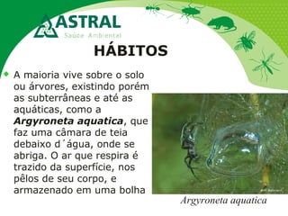 HÁBITOS
 A maioria vive sobre o solo
ou árvores, existindo porém
as subterrâneas e até as
aquáticas, como a
Argyroneta aquatica, que
faz uma câmara de teia
debaixo d´água, onde se
abriga. O ar que respira é
trazido da superfície, nos
pêlos de seu corpo, e
armazenado em uma bolha
Argyroneta aquatica
 