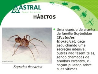 HÁBITOS
 Uma espécie de aranha
da família Scytodidae
(Scytodes
thoracica), caça
esguichando uma
secreção adesiva,
outras não fazem teias,
sendo chamadas de
aranhas errantes, e
caçam pulando sobre
suas vítimas
Scytodes thoracica
 