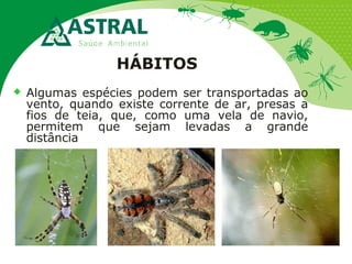 HÁBITOS
 Algumas espécies podem ser transportadas ao
vento, quando existe corrente de ar, presas a
fios de teia, que, como uma vela de navio,
permitem que sejam levadas a grande
distância
 