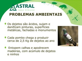 PROBLEMAS AMBIENTAIS
Os dejetos são ácidos, sujam e
danificam pinturas, superfícies
metálicas, fachadas e monumentos
Cada pombo chega a produzir
cerca de 2,5 Kg de dejetos ao ano
 Entopem calhas e apodrecem
madeiras, com acúmulo de dejetos
e ninhos
 