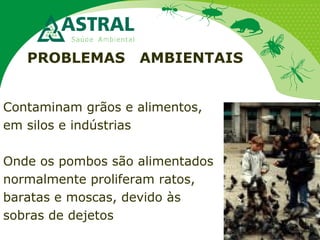 PROBLEMAS AMBIENTAIS
Contaminam grãos e alimentos,
em silos e indústrias
Onde os pombos são alimentados
normalmente proliferam ratos,
baratas e moscas, devido às
sobras de dejetos
 