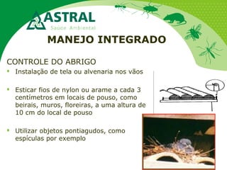 MANEJO INTEGRADO
CONTROLE DO ABRIGO
 Instalação de tela ou alvenaria nos vãos
 Esticar fios de nylon ou arame a cada 3
centímetros em locais de pouso, como
beirais, muros, floreiras, a uma altura de
10 cm do local de pouso
 Utilizar objetos pontiagudos, como
espículas por exemplo
 