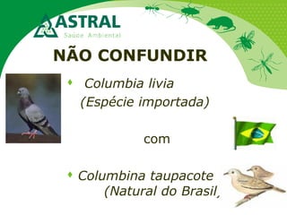 NÃO CONFUNDIR
 Columbia livia
(Espécie importada)
com
 Columbina taupacote
(Natural do Brasil)
 