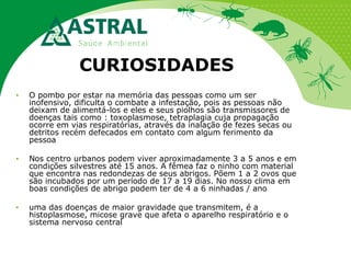 CURIOSIDADES
● O pombo por estar na memória das pessoas como um ser
inofensivo, dificulta o combate a infestação, pois as pessoas não
deixam de alimentá-los e eles e seus piolhos são transmissores de
doenças tais como : toxoplasmose, tetraplagia cuja propagação
ocorre em vias respiratórias, através da inalação de fezes secas ou
detritos recém defecados em contato com algum ferimento da
pessoa
● Nos centro urbanos podem viver aproximadamente 3 a 5 anos e em
condições silvestres até 15 anos. A fêmea faz o ninho com material
que encontra nas redondezas de seus abrigos. Põem 1 a 2 ovos que
são incubados por um período de 17 a 19 dias. No nosso clima em
boas condições de abrigo podem ter de 4 a 6 ninhadas / ano
● uma das doenças de maior gravidade que transmitem, é a
histoplasmose, micose grave que afeta o aparelho respiratório e o
sistema nervoso central
 