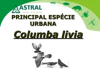PRINCIPAL ESPÉCIEPRINCIPAL ESPÉCIE
URBANAURBANA
Columba liviaColumba livia
 