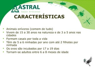CARACTERÍSTICAS
 Animais onívoros (comem de tudo)
 Vivem de 15 a 30 anos na natureza e de 3 a 5 anos nas
cidades
 Formam casais por toda a vida
 Têm de 5 a 6 ninhadas por ano com até 2 filhotes por
ninhada
 Os ovos são incubados por 17 a 19 dias
 Tornam-se adultos entre 6 a 8 meses de idade
 
