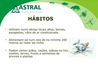 HÁBITOS
 Utilizam como abrigo locais altos, beirais,
parapeitos, vãos de ar condicionado
 Alimentam-se num raio de no mínimo 200
metros ao redor do ninho
 Podem comer grãos, rações, sobras no lixo,
insetos, larvas, frutos e sementes de
árvores e plantas
 