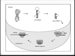 Nuno Correia 2012 - 13 10
 