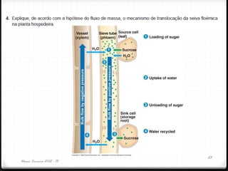 Nuno Correia 2012 - 13
23
 