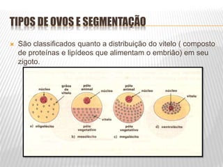 TIPOS DE OVOS E SEGMENTAÇÃO
 São classificados quanto a distribuição do vitelo ( composto
de proteínas e lipídeos que alimentam o embrião) em seu
zigoto.
 