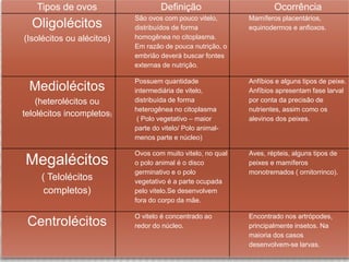 Tipos de ovos Definição Ocorrência
Oligolécitos
(Isolécitos ou alécitos)
São ovos com pouco vitelo,
distribuídos de forma
homogênea no citoplasma.
Em razão de pouca nutrição, o
embrião deverá buscar fontes
externas de nutrição.
Mamíferos placentários,
equinodermos e anfioxos.
Mediolécitos
(heterolécitos ou
telolécitos incompletos)
Possuem quantidade
intermediária de vitelo,
distribuída de forma
heterogênea no citoplasma
( Polo vegetativo – maior
parte do vitelo/ Polo animal-
menos parte e núcleo)
Anfíbios e alguns tipos de peixe.
Anfíbios apresentam fase larval
por conta da precisão de
nutrientes, assim como os
alevinos dos peixes.
Megalécitos
( Telolécitos
completos)
Ovos com muito vitelo, no qual
o polo animal é o disco
germinativo e o polo
vegetativo é a parte ocupada
pelo vitelo.Se desenvolvem
fora do corpo da mãe.
Aves, répteis, alguns tipos de
peixes e mamíferos
monotremados ( ornitorrinco).
Centrolécitos
O vitelo é concentrado ao
redor do núcleo.
Encontrado nos artrópodes,
principalmente insetos. Na
maioria dos casos
desenvolvem-se larvas.
 