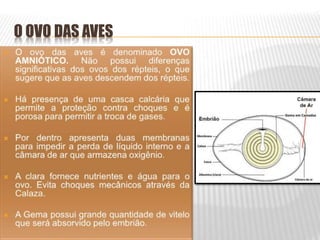 O OVO DAS AVES
 